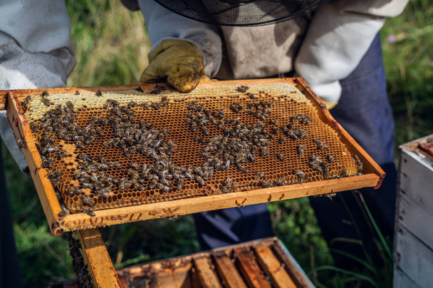 Imker inspiziert seine Honigbienen in weißen Bienenstöcken auf einem Bauernhof. - Foto, Bild