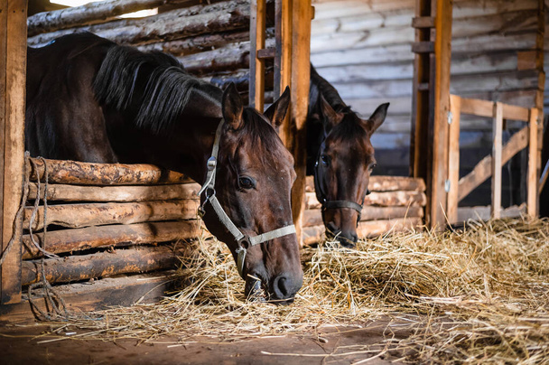 W jesienny dzień w stajni konie jedzą jedzenie przywiezione im przez właściciela stajni. - Zdjęcie, obraz