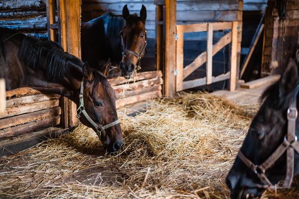 Geräumiger, gemütlicher und sauberer Stall mit glücklichen und fressenden Pferden - Foto, Bild