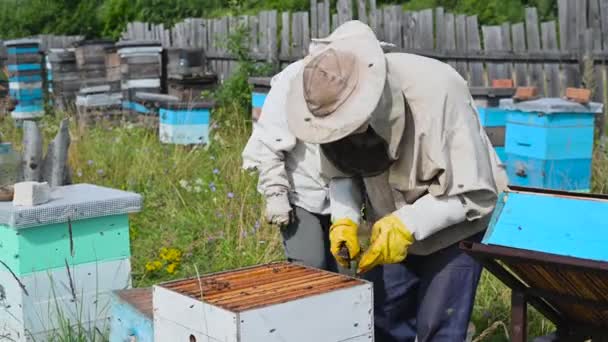 Agricultores examinam abelhas numa colmeia de abelhas. Apiarista de chapéu protetor olhando para favo de mel no apiário. - Filmagem, Vídeo
