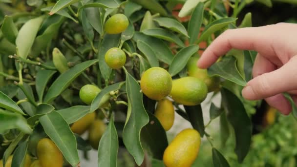 Girl hand touches green fruits of Mexican lime - Footage, Video