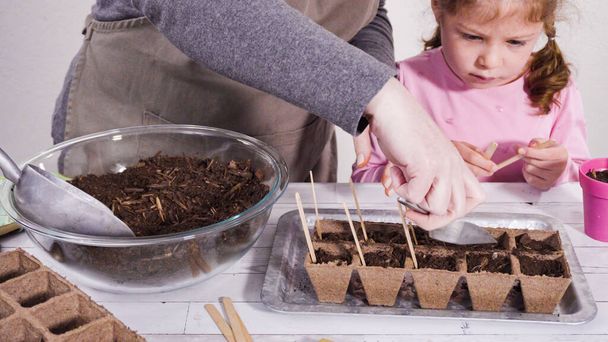 Маленька дівчинка допомагає посадити насіння трав у невеликі контейнери для проекту домашнього майданчика
. - Фото, зображення