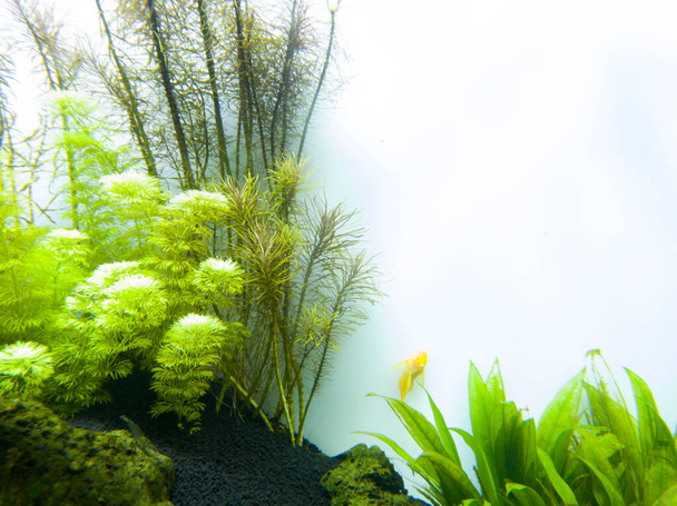 A fish eating aquatic plants in the water and moss on the wall - Photo, Image