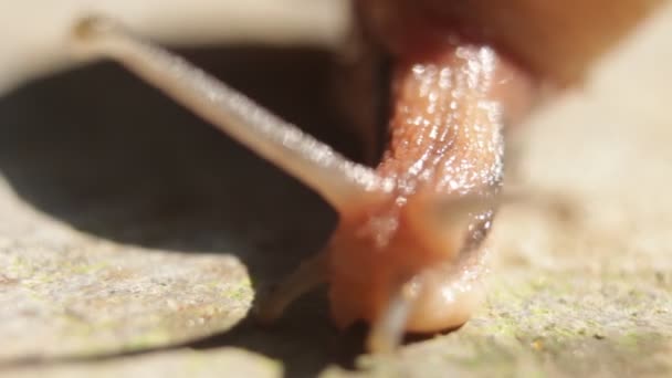 Macro Close Up Of Snail Moving On Garden HD. Filmagem de alta ampliação caracol caminhando lentamente.   - Filmagem, Vídeo
