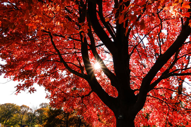 Central Park na vrcholu podzimní sezóny v New Yorku se žlutými a červenými listy a stromy měnícími barvy na vrcholu podzimního listí. - Fotografie, Obrázek