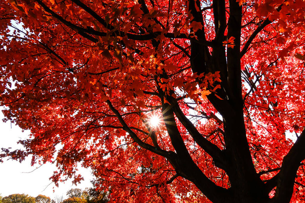 Central Park al culmine della stagione autunnale a New York con foglie e alberi gialli e rossi che cambiano colore al culmine del fogliame autunnale. - Foto, immagini