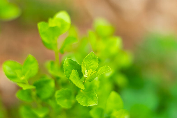 Ινδικός βάλτος fleabane, πράσινα φύλλα έχουν θεραπευτικές ιδιότητες. - Φωτογραφία, εικόνα