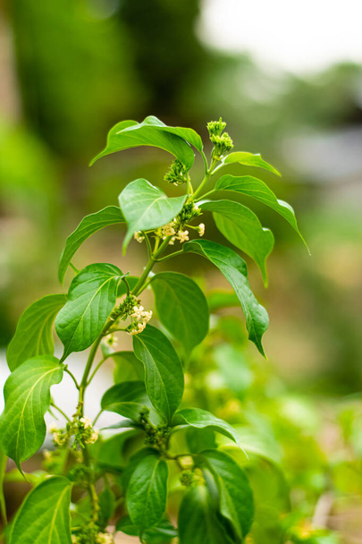 Gurmar medicinale plant met bloemen voor diabetes in de tuin - Foto, afbeelding