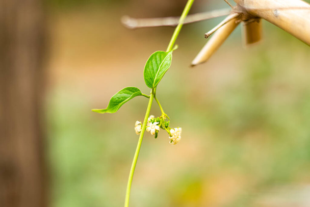 Gurmar φαρμακευτικό φυτό με λουλούδια για το διαβήτη στον κήπο - Φωτογραφία, εικόνα