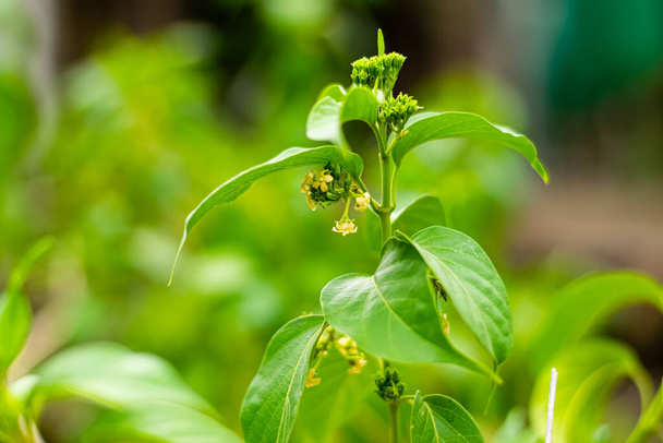 Gurmarer Heilpflanze mit Blüten für Diabetes im Garten - Foto, Bild