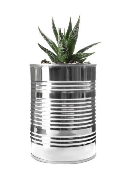 Beautiful succulent plant in tin can isolated on white. Home decor - Фото, изображение