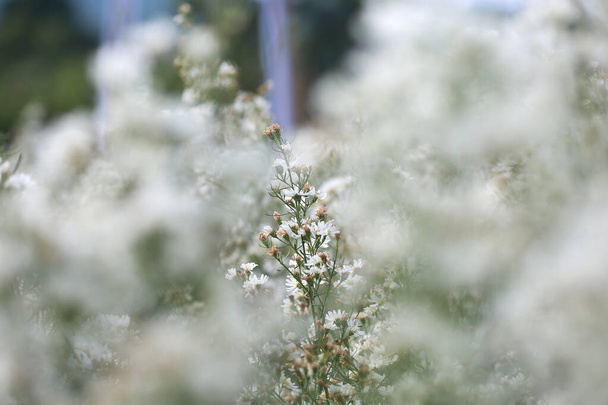 Білі маргарити квітнуть на природному квітковому тлі. Прекрасна квітка в саду. - Фото, зображення