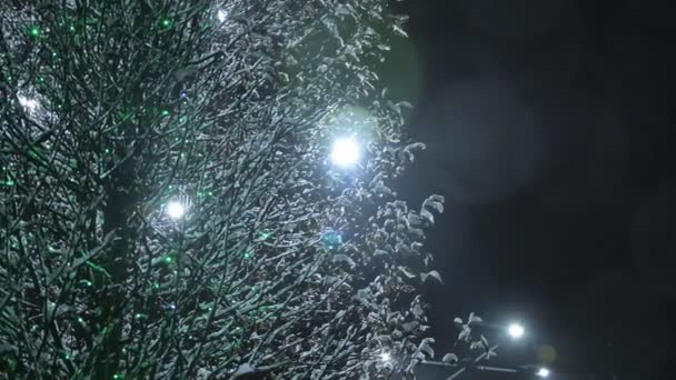 Χιονισμένα δέντρα τη νύχτα. Δέντρα καλυμμένα με χιόνι τη νύχτα με ηλεκτρικές λάμπες να φυσούν δημιουργώντας μια εορταστική διάθεση για την Πρωτοχρονιά στους δρόμους της πόλης - Πλάνα, βίντεο