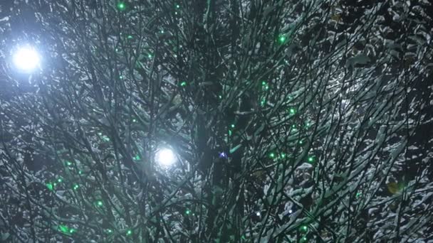 Alberi innevati di notte. Alberi coperti di neve di notte con lampade elettriche che soffiano nella creazione di un umore festivo di Capodanno sulle strade della città - Filmati, video