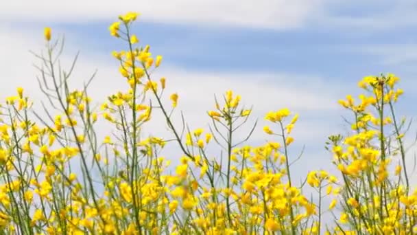 Rapeseed Flowers Blossoms - Footage, Video