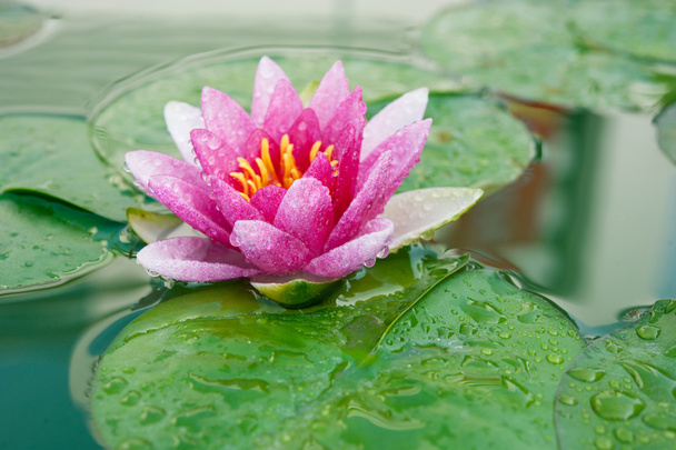 ένα όμορφο ροζ λουλούδι νούφαρα ή lotus στη λίμνη - Φωτογραφία, εικόνα