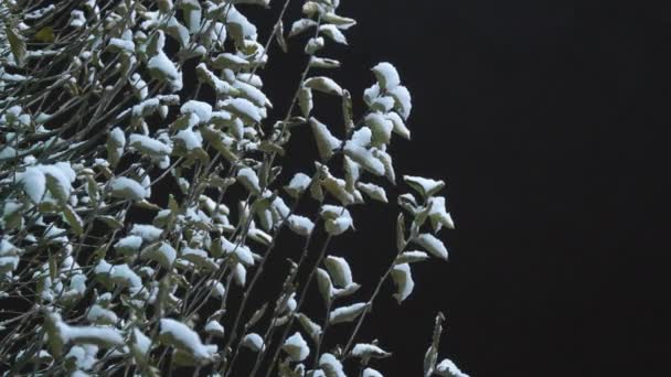 Ночью деревья покрыты снегом. Деревья, покрытые снегом ночью с электрическими лампами, дующими в создании праздничного новогоднего настроения на улицах города - Кадры, видео