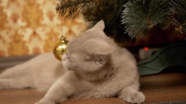 Zabawny szary brytyjski kot siedzi pod choinką, bawiąc się świąteczną piłką - Materiał filmowy, wideo