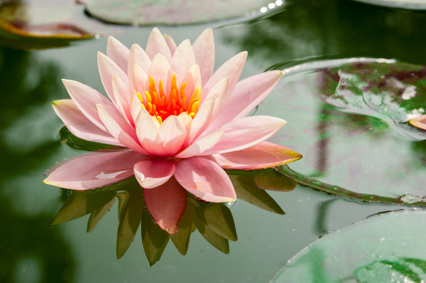 piękny różowy kwiat lilia wodna lub Lotos w stawie - Zdjęcie, obraz