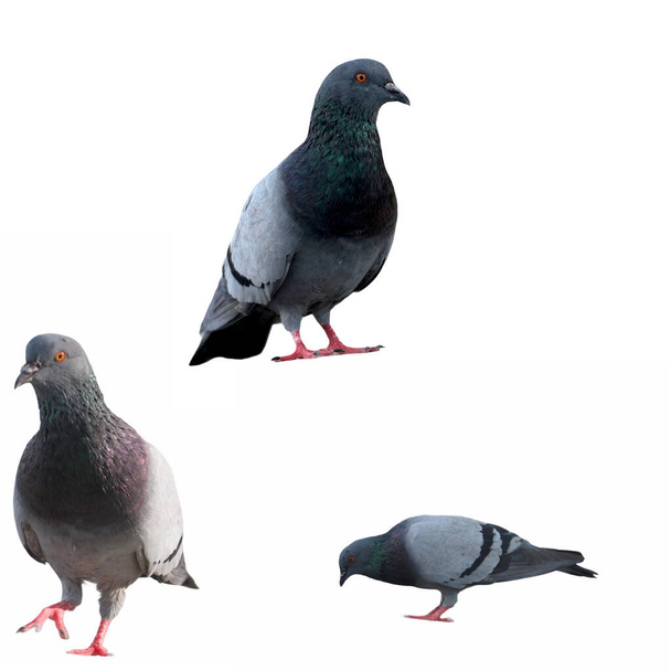 3 Pigeons on a ground . Pigeon standing . Dove or pigeon on white isolated background. Pigeon concept photo. - Photo, Image