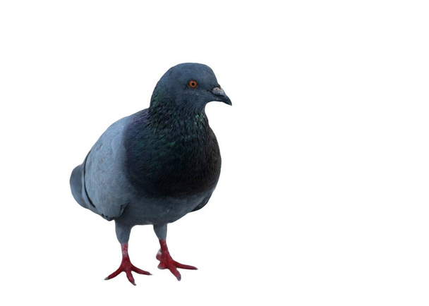 Holub na zemi. Holub stojí. Holub nebo holub na bílém izolovaném pozadí. Pigeon koncept fotografie. - Fotografie, Obrázek