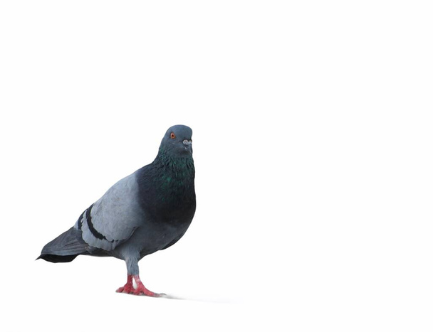 Pigeon on a ground . Pigeon standing . Dove or pigeon on white isolated background. Pigeon concept photo. - Photo, Image