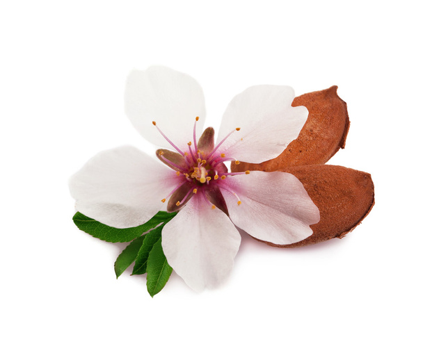 Almonds with a sprig - Photo, Image
