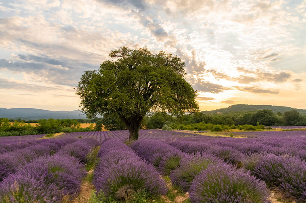 Puu eristetty laventelipellolla Provence, värikäs maisema keväällä - Valokuva, kuva