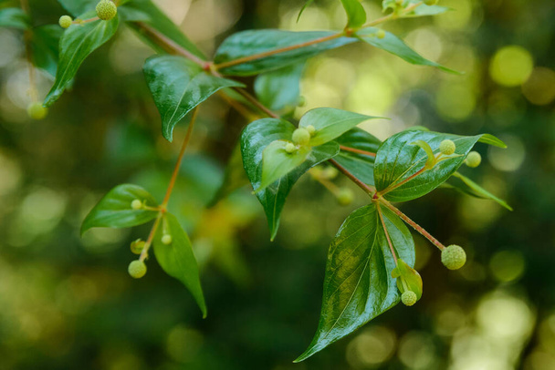 Young dogwood or Cornus mas plant in garden. - Fotó, kép