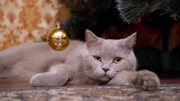 Gato de raça pura britânico cinza com olhos verdes mentiras, dormindo sob a árvore de Natal - Filmagem, Vídeo