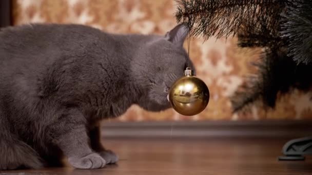 Gris divertido gato británico se sienta bajo el árbol de Navidad, jugando con la bola de Navidad - Imágenes, Vídeo