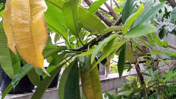 краплі дощу розбиваються на вологому листі сливи всередині житлового будинку міні саду
 - Кадри, відео