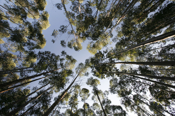 Eukalyptus - Foto, Bild