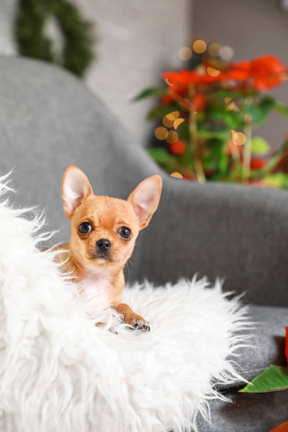 Cute small dog in armchair at home on Christmas eve - Fotografie, Obrázek