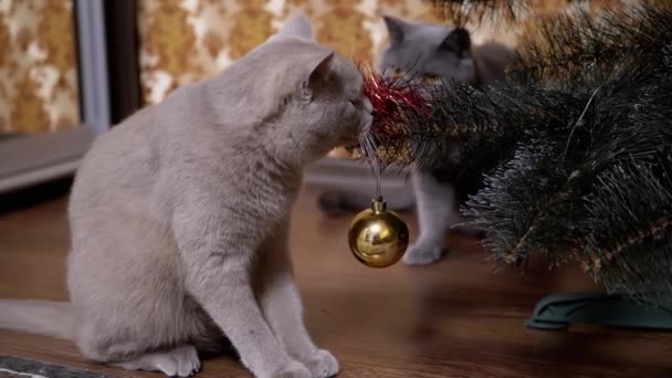 Dos graciosos gatos de raza pura británicos grises están jugando con la bola del árbol de Navidad - Imágenes, Vídeo