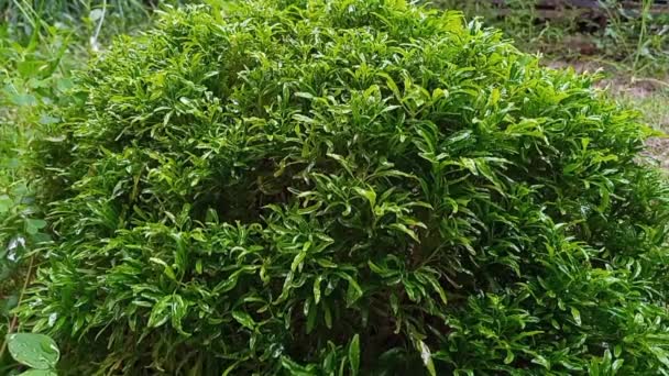 menear hojas de plantas pequeñas arbusto porque la lluvia cae sobre él en el jardín del patio trasero de la casa como actividad de jardinería pandémica - Metraje, vídeo