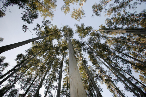 eucalyptus - Photo, Image