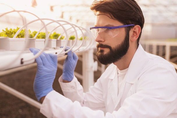 Γενειοφόρος βιολόγος που εξετάζει φυτά σε υδροπονικό πίνακα - Φωτογραφία, εικόνα
