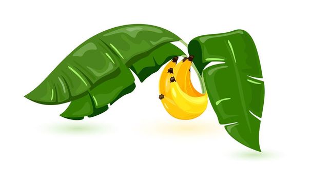 Мультфильм банановые фрукты с листьями - Вектор,изображение