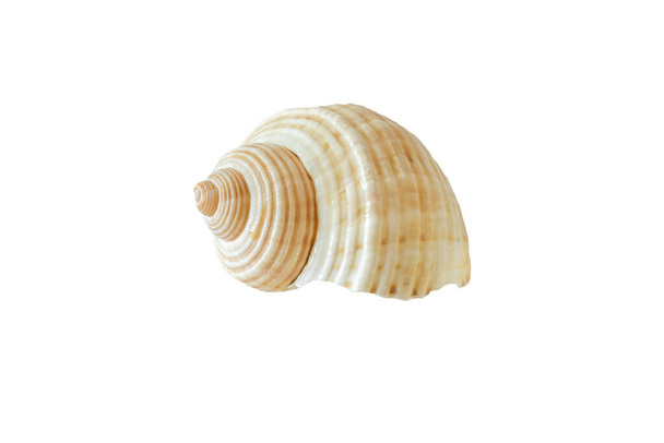 Parte delantera y trasera de concha marina aislada sobre fondo blanco - Foto, imagen
