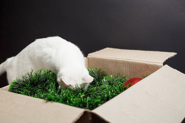 A white cat looks into a cardboard box with Christmas decorations and takes them out - Foto, immagini