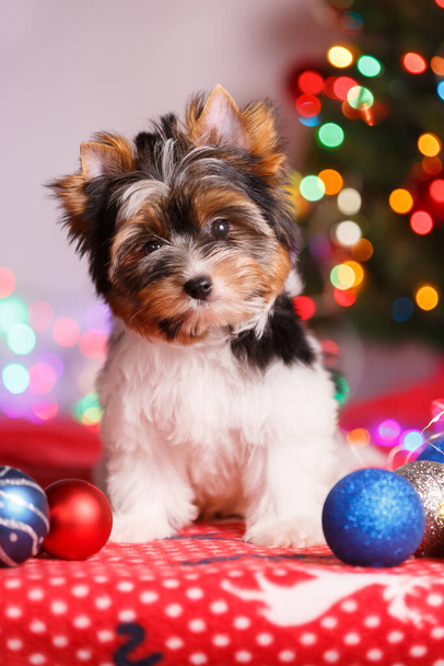Photographie studio d'un Biewer Yorkshire Terrier sur décorations de Noël - Photo, image