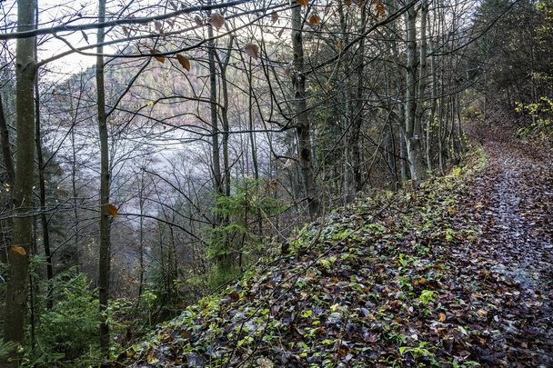 Footpath in misty forest, Big Fatra mountains, Slovak republic. Hiking theme. Seasonal natural scene. - Photo, image