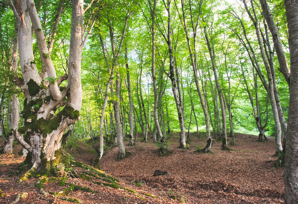 Árboles forestales de Sabaduri durante el día con hojas de otoño en el suelo. Fauna y flora únicas en el Cáucaso. - Foto, imagen