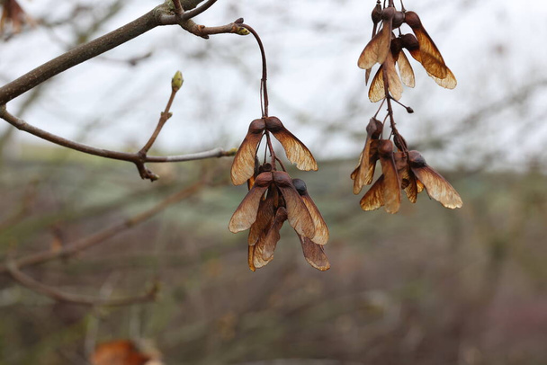 Sementes de ácer seco penduradas em um ramo na temporada de outono. - Foto, Imagem