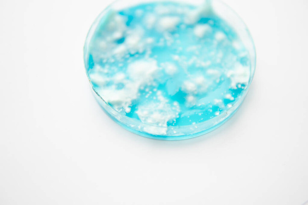 Mykologie wächst in einer Petrischale. Pilzmyzel-Petrischale. Weißer Hintergrund. Pilzmyzel auf Agar. Reishi-Pilzmyzel auf Kartoffeldextrose-Agar. Laborzubehör. - Foto, Bild