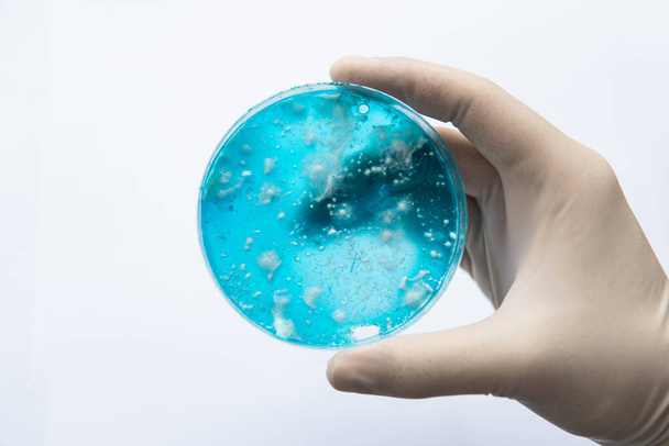 Mikológia nő egy Petri csészében. Gomba micélium agaron. Reishi gomba micélium burgonya dextróz agaron. Laboratóriumi kiegészítők. Fehér háttér. Gombás micélium-Petri-csésze. - Fotó, kép