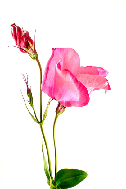 Rózsaszín lisianthus - Fotó, kép