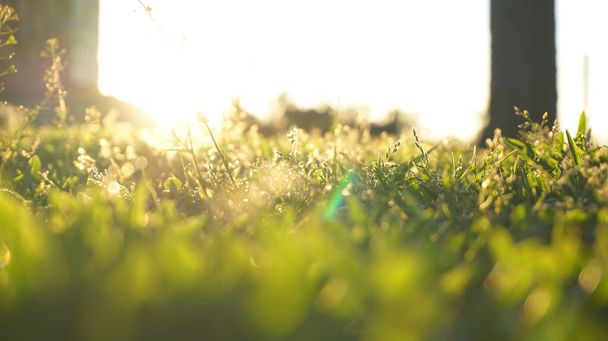 A selective focus shot of growing grass under the sunlight - Foto, Imagem