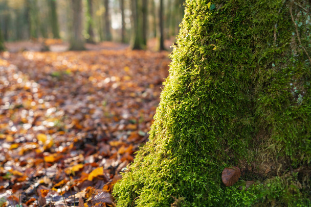 A selective focus shot of a tree trunk covered with green moss - Foto, Imagen